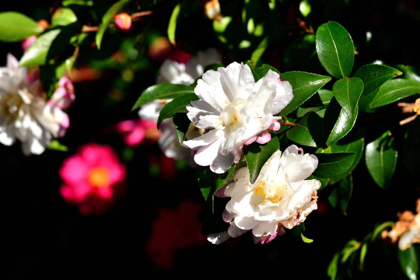 Camellia Sasanqua (Sasanqua Camellia)