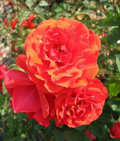 Rosa ‘City of Belfast’ (Rose)