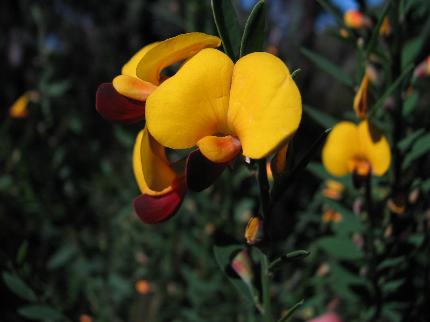 Bossiaea heterophylla (Variable-leaf Bossiaea)