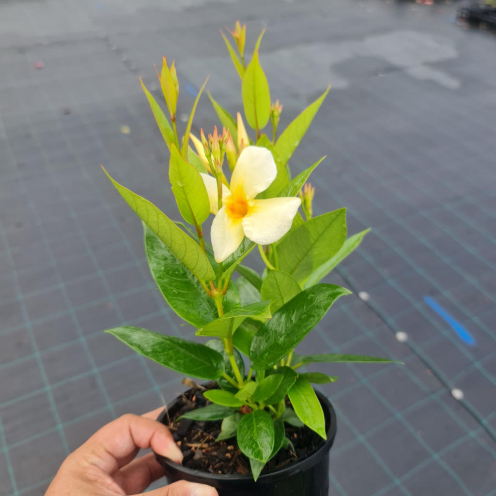 Mandevilla ‘Sun Parasol® Gold’ (Yellow Dipladenia)
