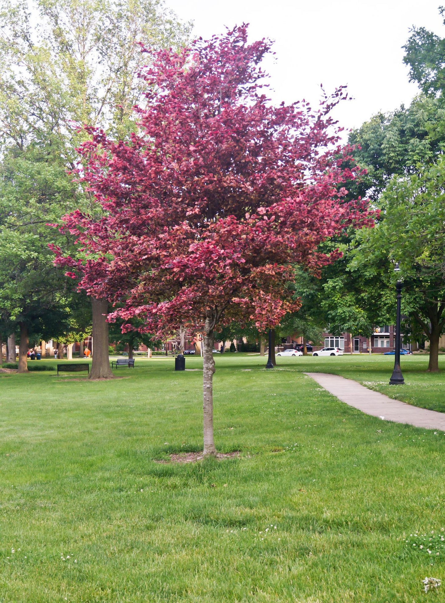 Quercus Rubra ‘Rubra Red Oak’