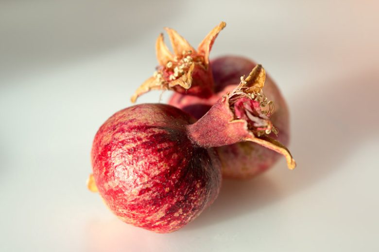 Punica granatum ‘Legrelleiae’ (Pomegranate)