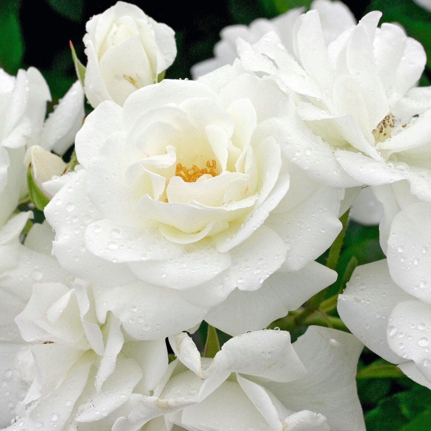 Rosa ‘Climbing Iceberg’ (Climbing Iceberg Rose)