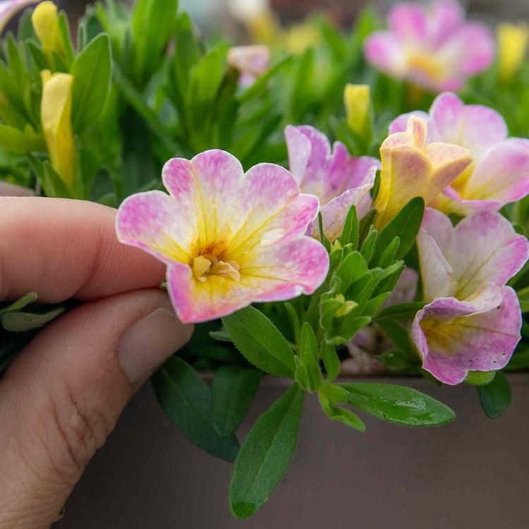 Calibrachoa MiniFamous 'Fancy Fancy' (Fancy Fancy Calibrachoa)