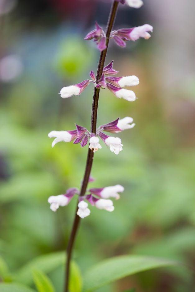 Salvia ‘Waverly’ (Waverly Sage)
