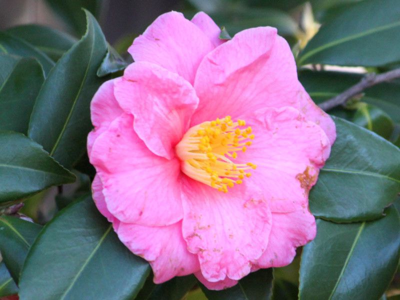 Camellia sasanqua ‘Egao’