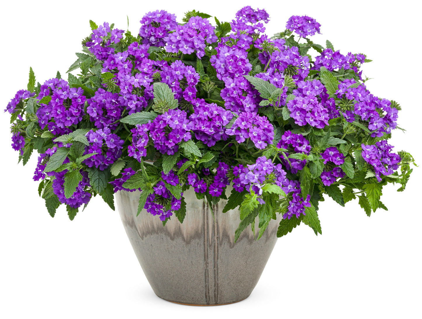 Verbena 'Superbena® Violet Ice' (Verbena)