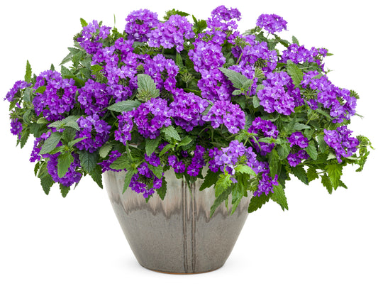 Verbena 'Superbena® Violet Ice' (Verbena)