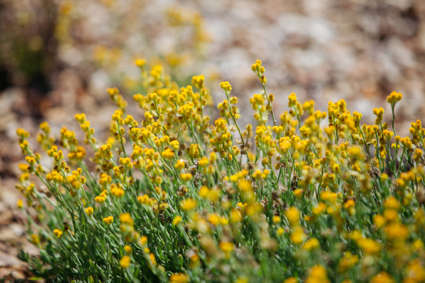 Chrysocephalum Apiculatum ‘Ramosissimum’ (Yellow Buttons)