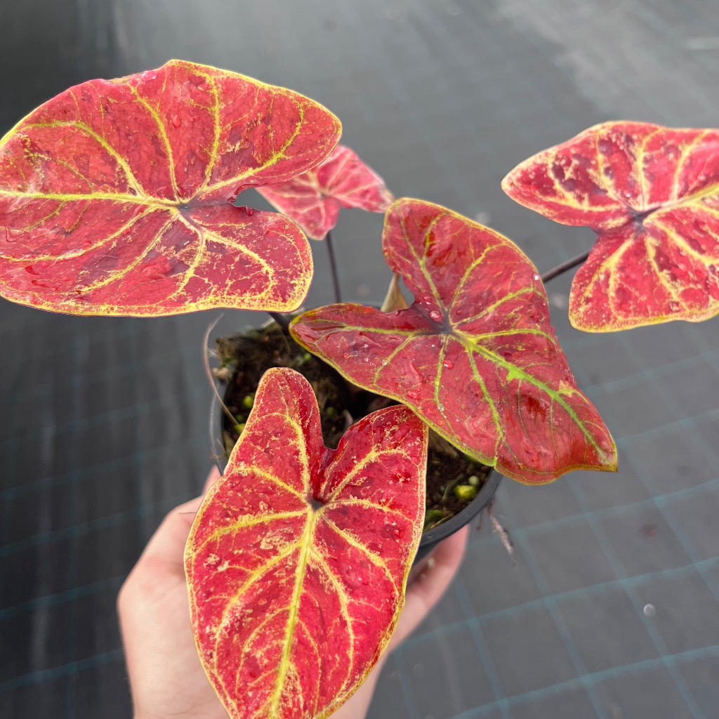 Caladium ‘Amber Flame’ (Fancy-Leaf Caladium)