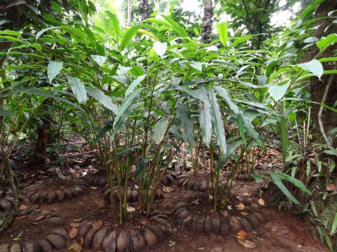 Elettaria cardamomum (Cardamom Leaf)