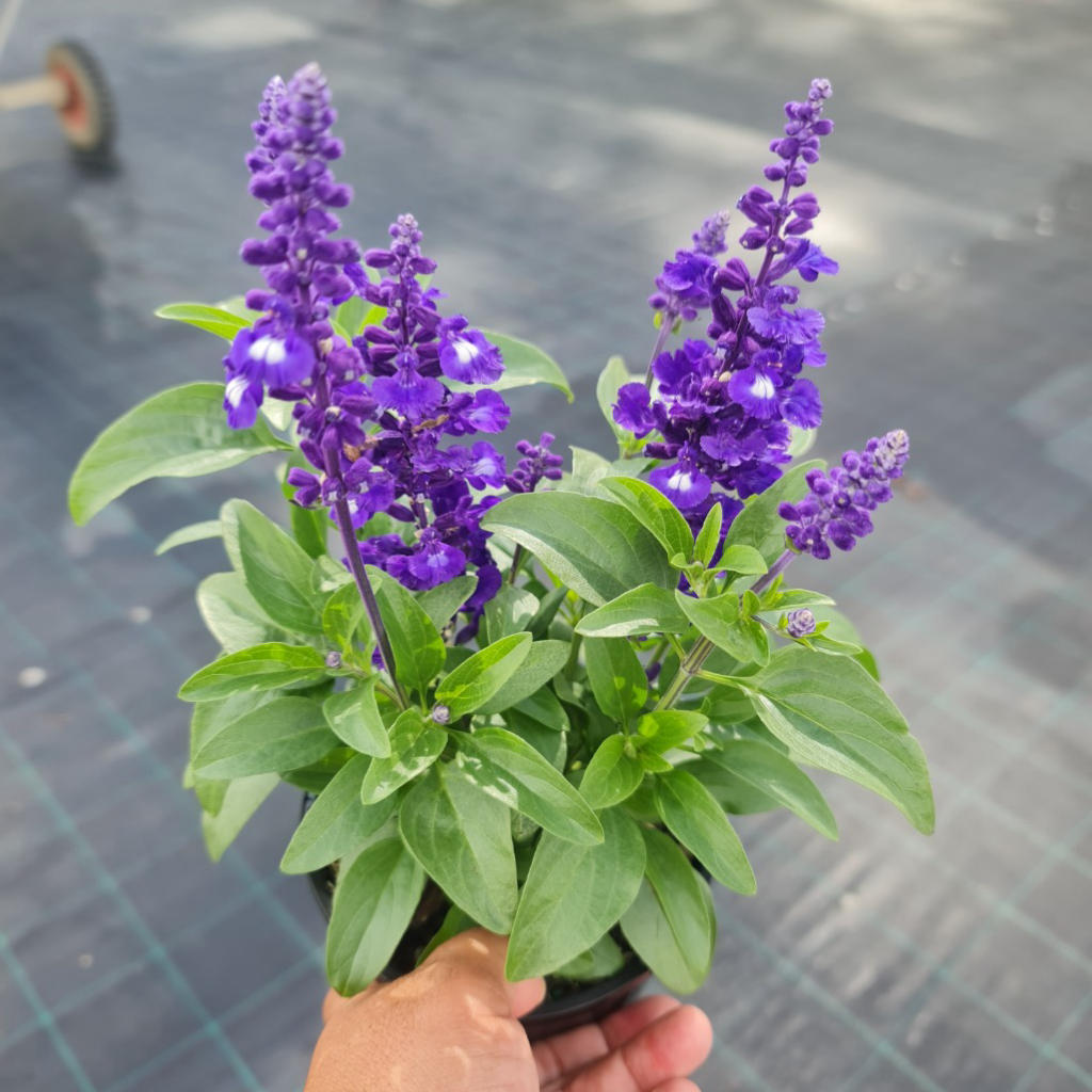 Salvia ‘Sallyfun Blue’ (SALLYFUN™ Blue Lagoon Sage)