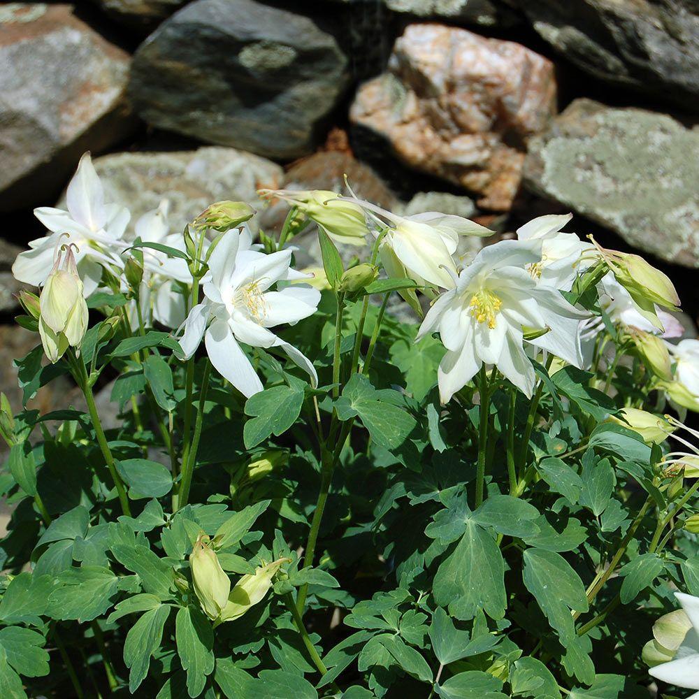 Aquilegia 'Dove' (Dove Columbine)