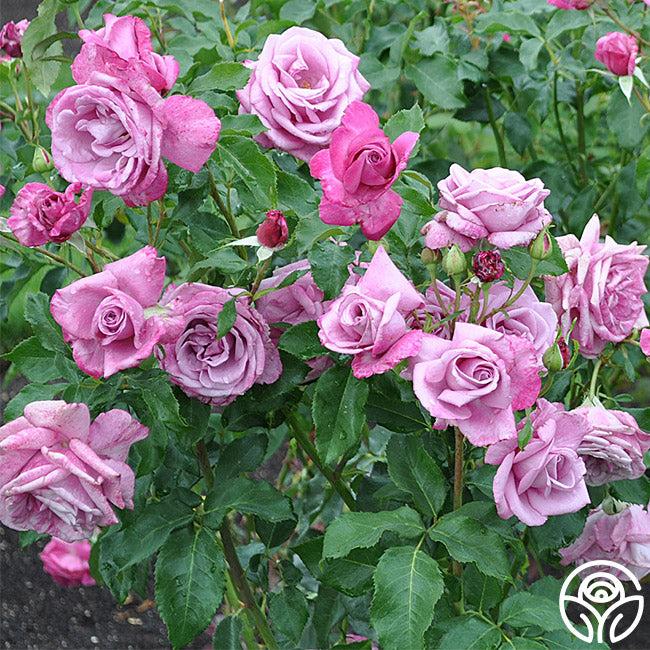 Rosa 'Fragrant Plum' (Fragrant Plum Floribunda Rose)