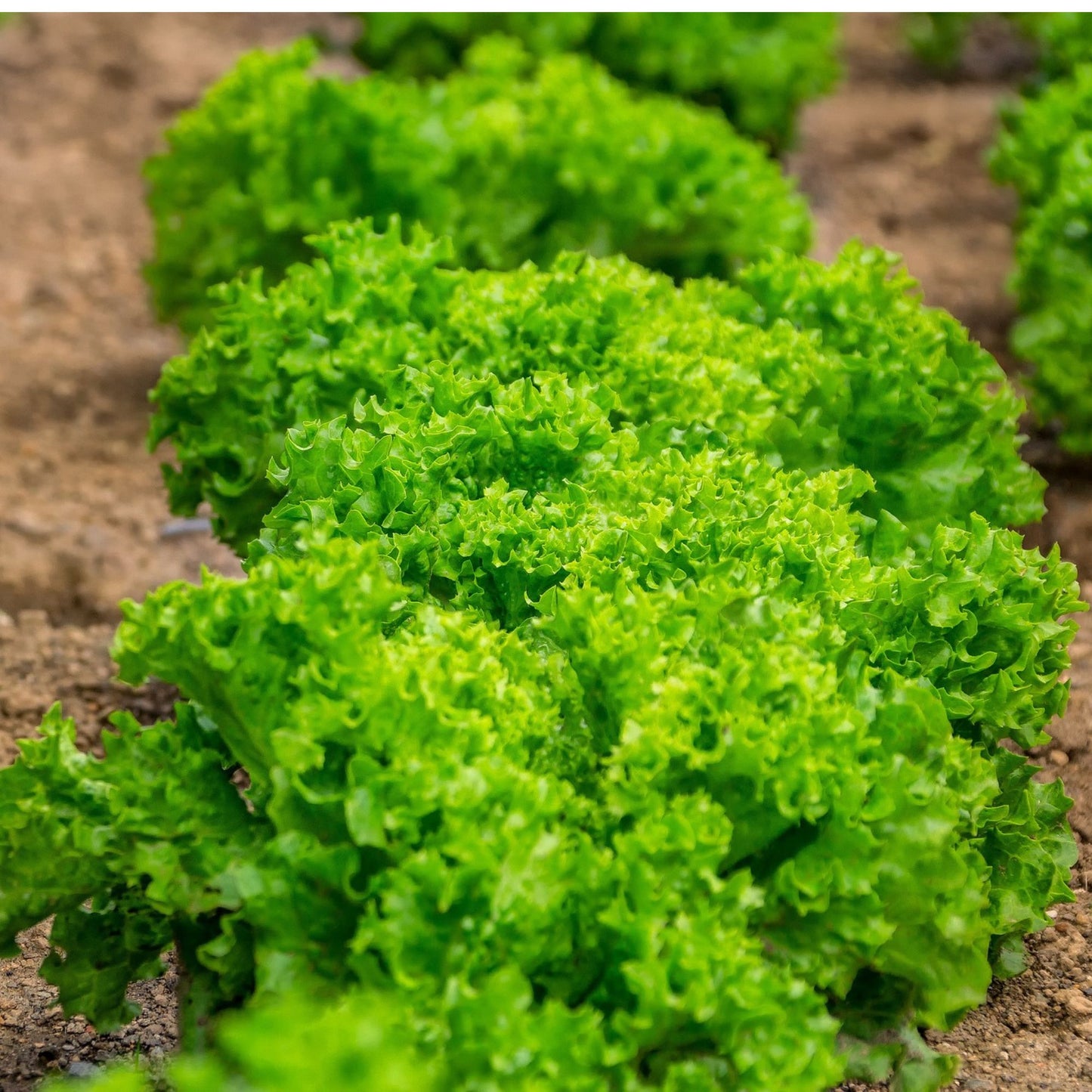 Lettuce ‘Green Salad’ – Lactuca sativa