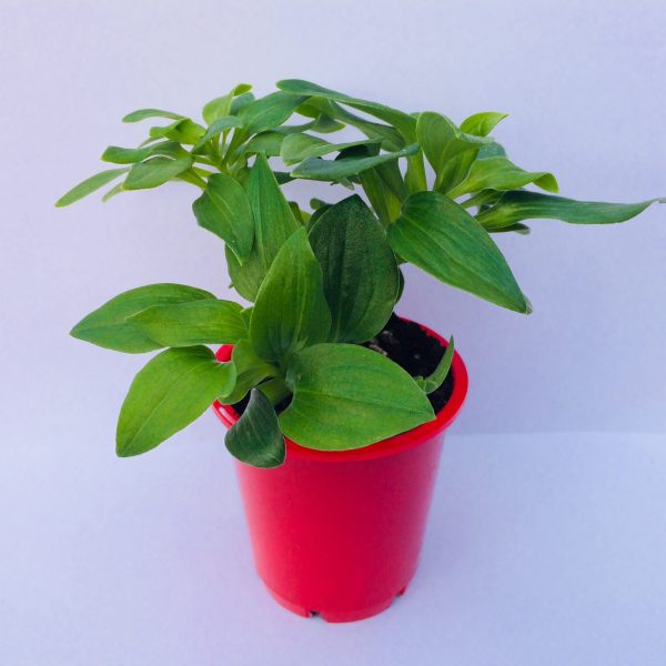 Alstroemeria Yentl (Dwarf Peruvian Lily)