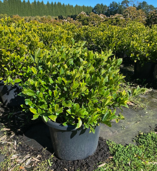 Gardenia Augusta (Florida Gardenia)