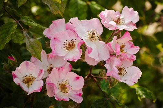 Rosa multiflora Pink (Pink Multiflora Rose)