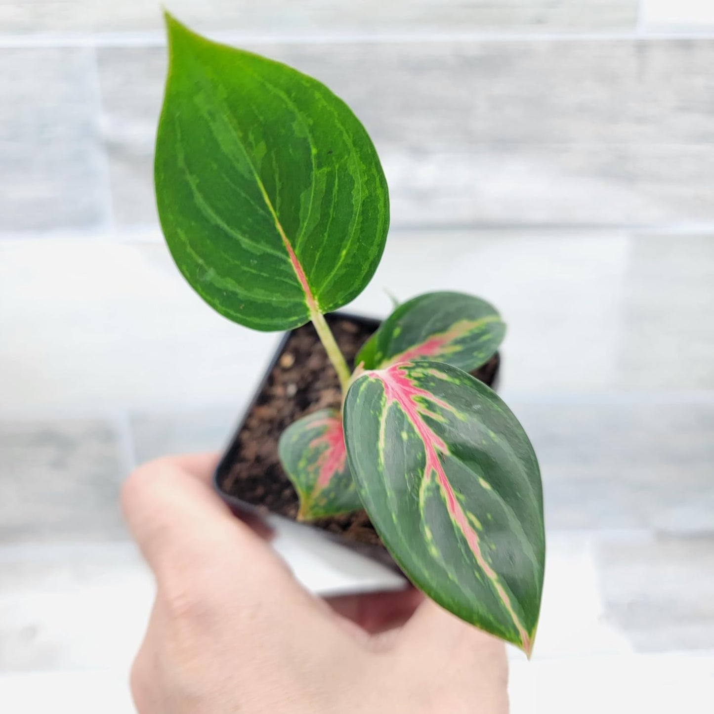 Aglaonema ‘Ammaj Jareon’ (Chinese Evergreen)