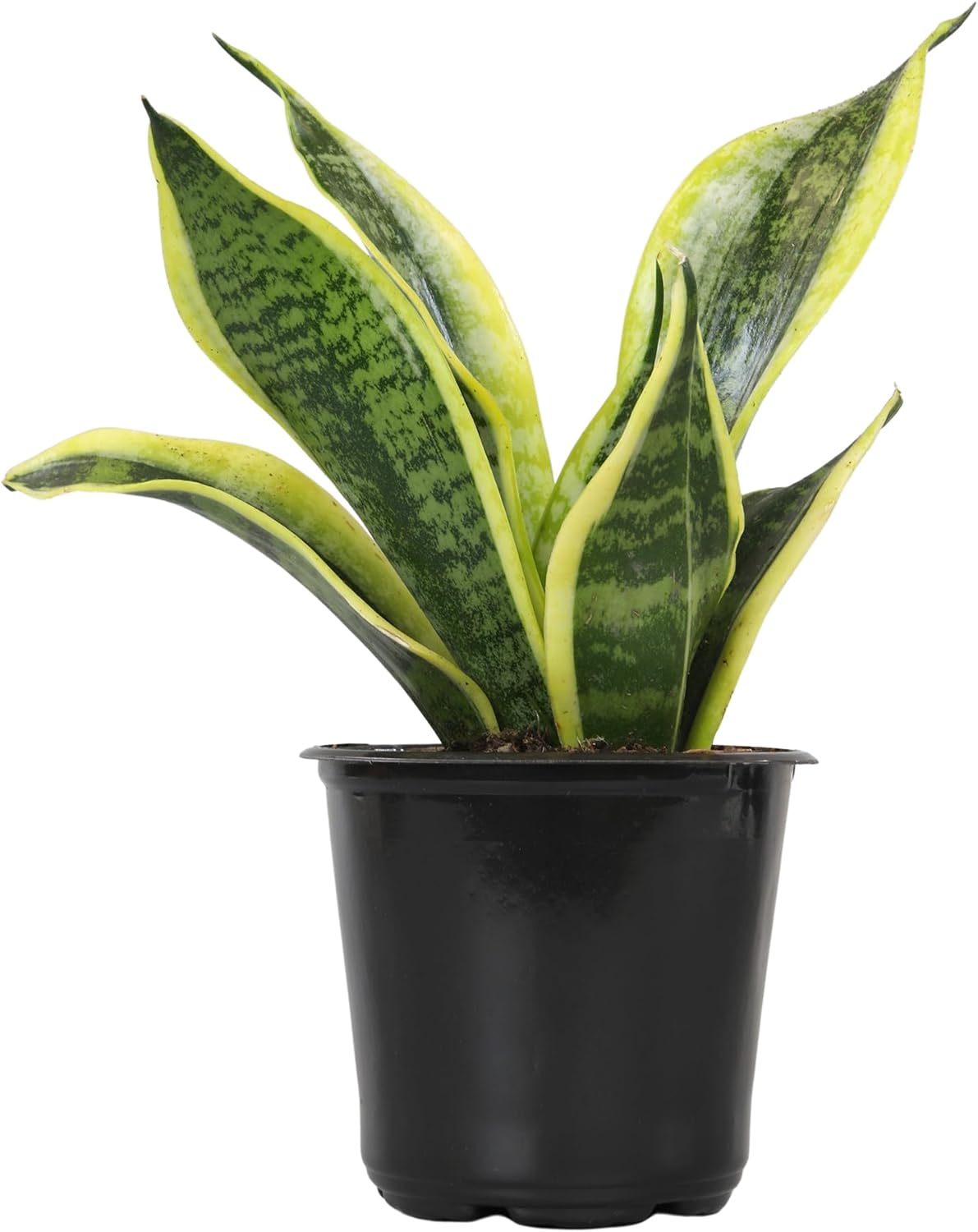 Sansevieria Trifasciata 'Superba' (Superba Snake Plant)