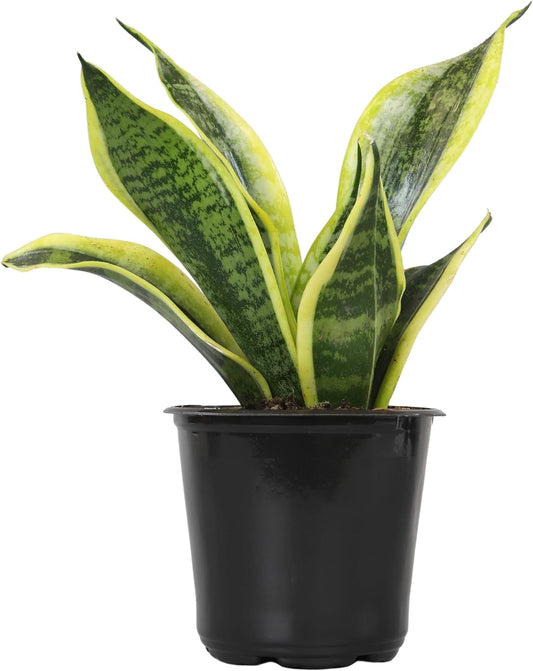 Sansevieria trifasciata 'Superba' (Superba / Snake Plant)