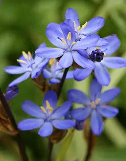 Orthrosanthus multiflorus – Morning Iris