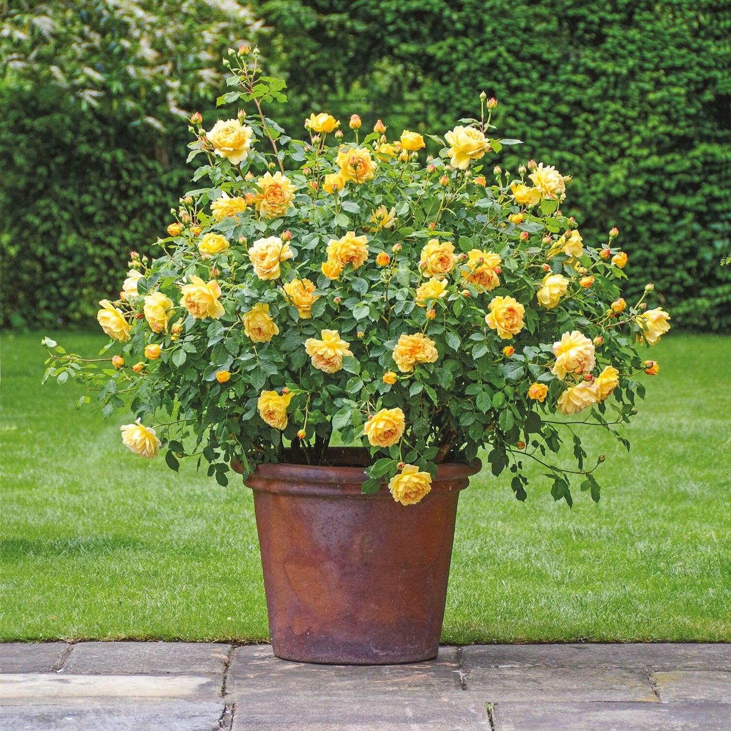 Rosa ‘Golden Celebration’ (Golden Celebration English Shrub Rose)