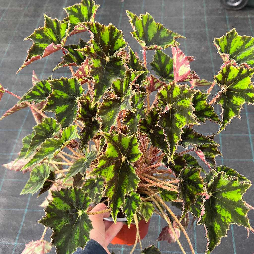 Begonia ‘Cleopatra Julius’ (Eyelash Begonia)