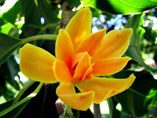 Michelia champaca (Champaca)