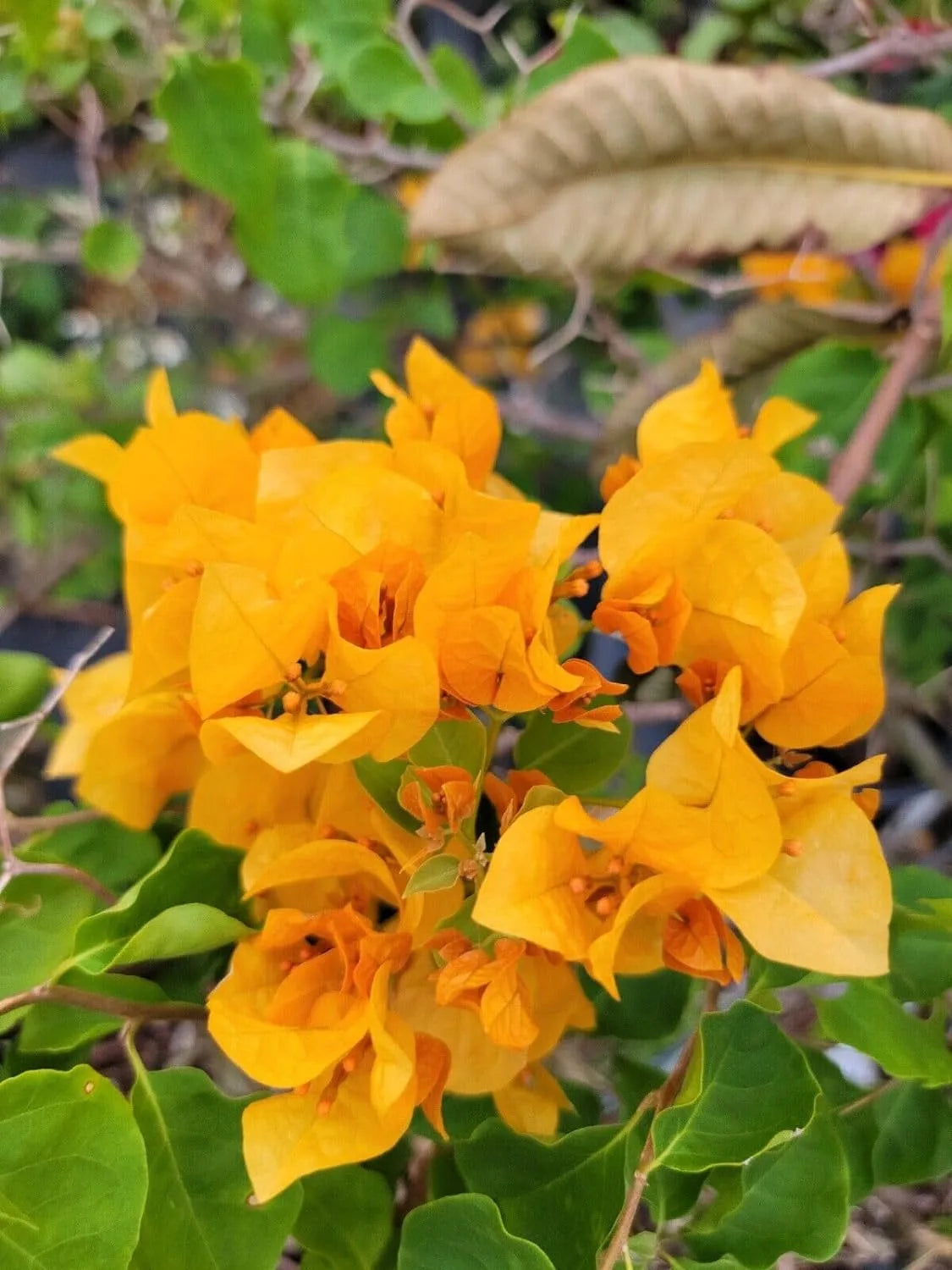 Bougainvillea Glabra 'Golden Ice'