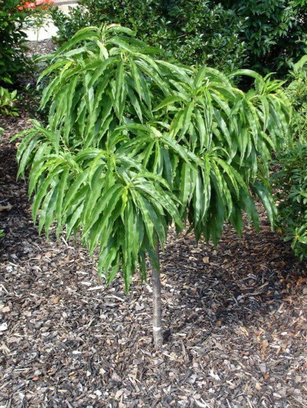 Prunus Persica 'Valley Red' (Peach Valley Red) Super Dwarf
