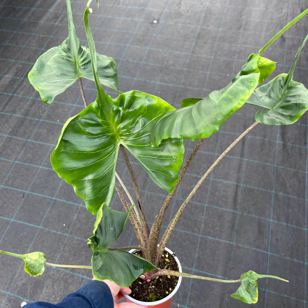 Alocasia 'Stingray' (Stingray Elephant Ear)