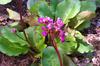 Bergenia ‘Winter Glow’ (Pigsqueak)