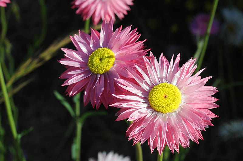 Rhodanthe Chlorocephala Rosea (Pink Everlasting Daisy)