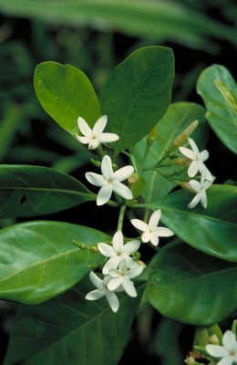 Atractocarpus fitzalanii (syn. Randia)