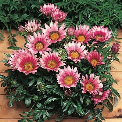 Gazania Rigens ‘Pink’ (Pink Gazania)