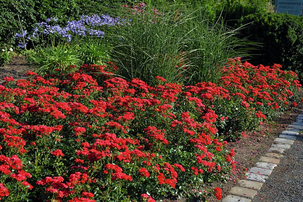 Rosa hybrid (Flower Carpet Mini Cherry Rose)