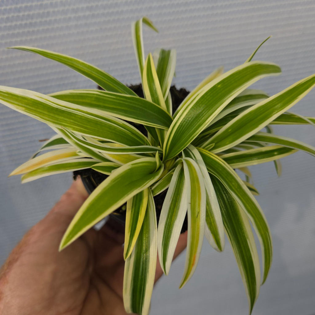 Chlorophytum comosum ‘Zebrina’ (Zebra Spider Plant)