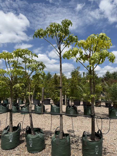Brachychiton Acerifolius (Illawara Flame Tree) CLEARANCE