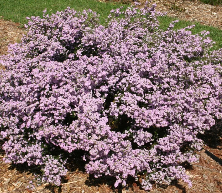 Coleonema pulchellum ‘Dwarf Pink’ (Syn. Coleonema pulchrum) (Dwarf Pink Breath of Heaven)