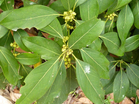 Neolitsea australiensis (Green Bolly Gum)