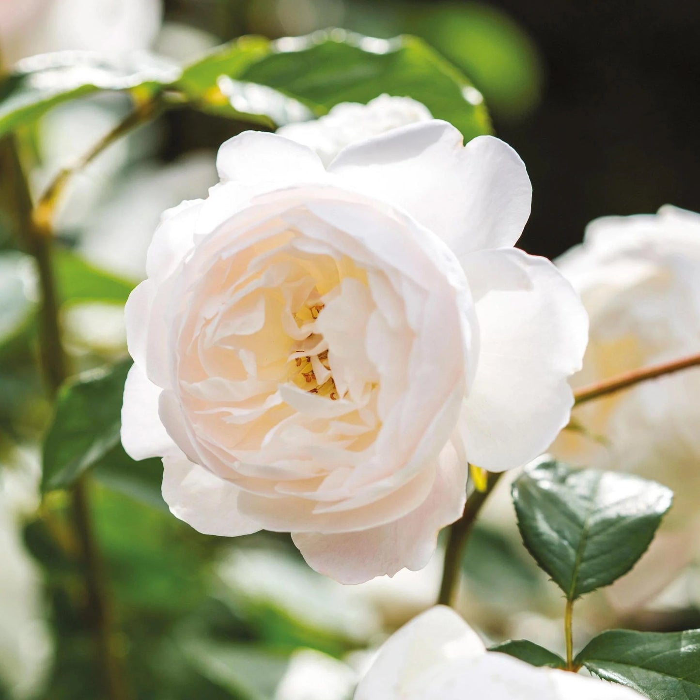 Rosa 'Desdemona' (Desdemona English Rose)
