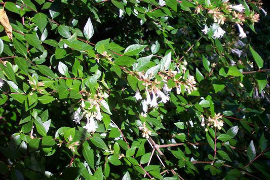 Abelia grandiflora (Glossy Abelia)
