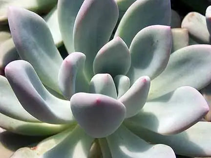 Pachyveria ‘Moonglow’