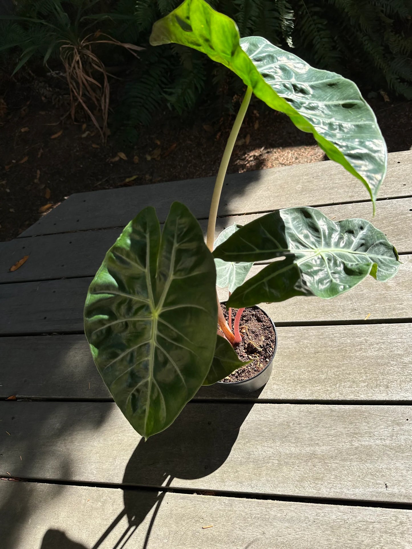 Alocasia ‘Pink Princess’ (Elephant Ear)