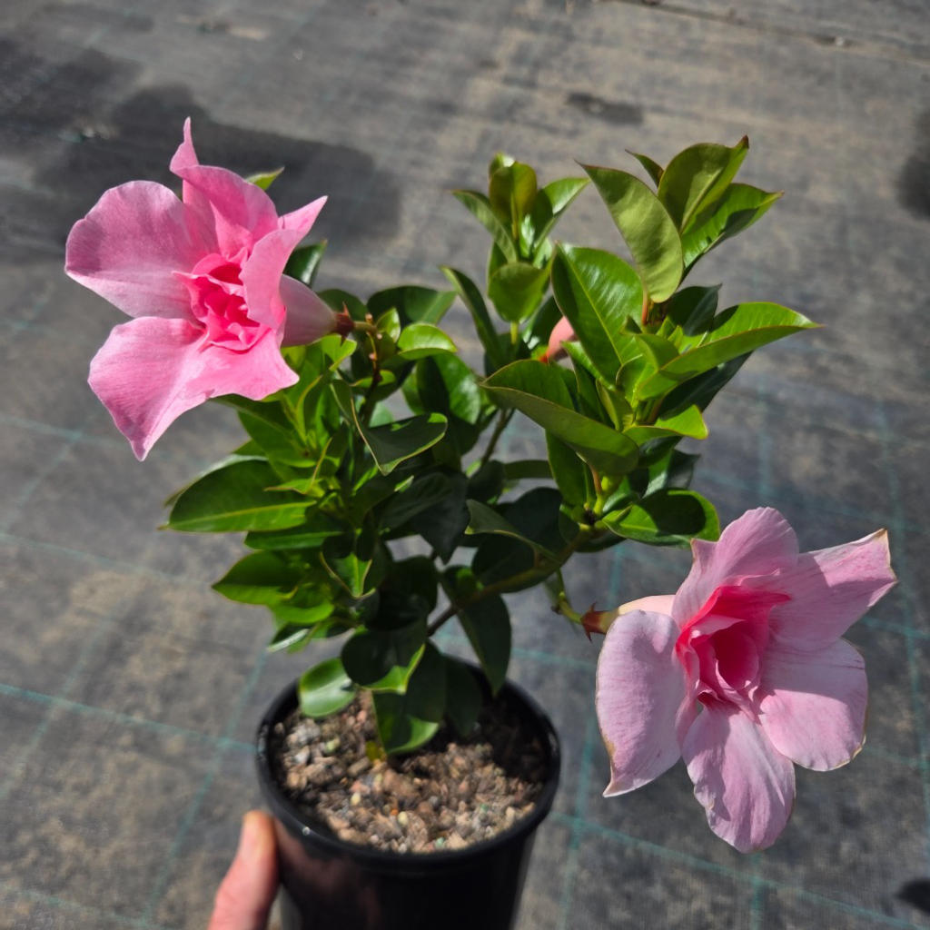 Mandevilla Sun Parasol® ‘Double Pink’