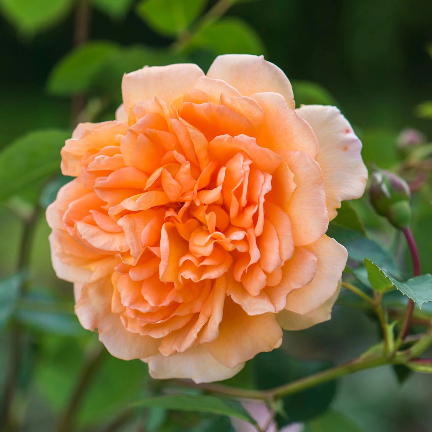 Rosa 'Dame Judi Dench' (Dame Judi Dench Shrub Rose)