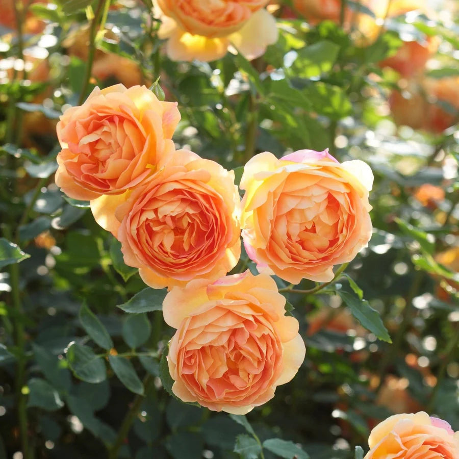 Rosa 'Lady of Shalott' (Lady of Shalott Rose)