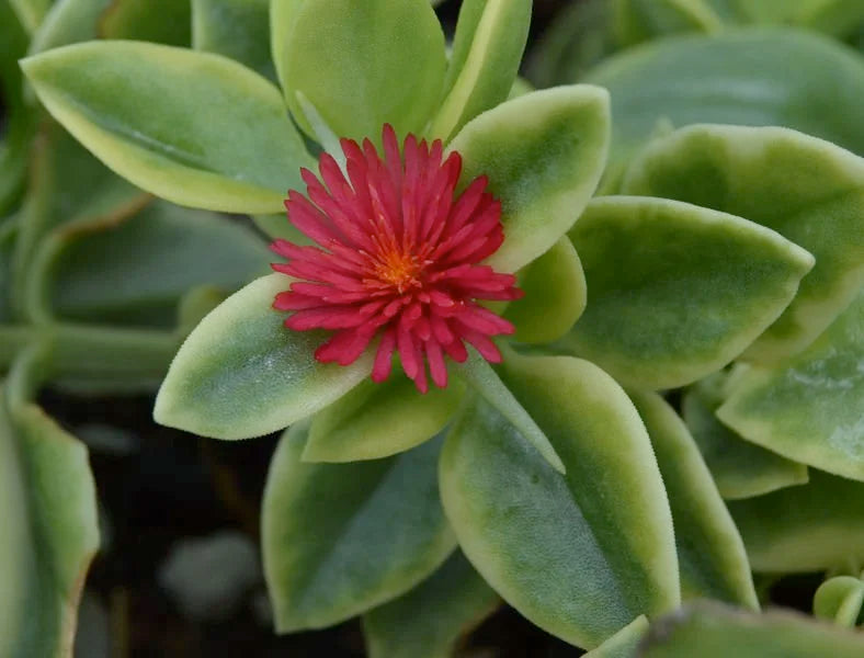 Dorotheanthus Bellidiformis ‘Mezoo’ (Mezoo Livingstone Daisy)
