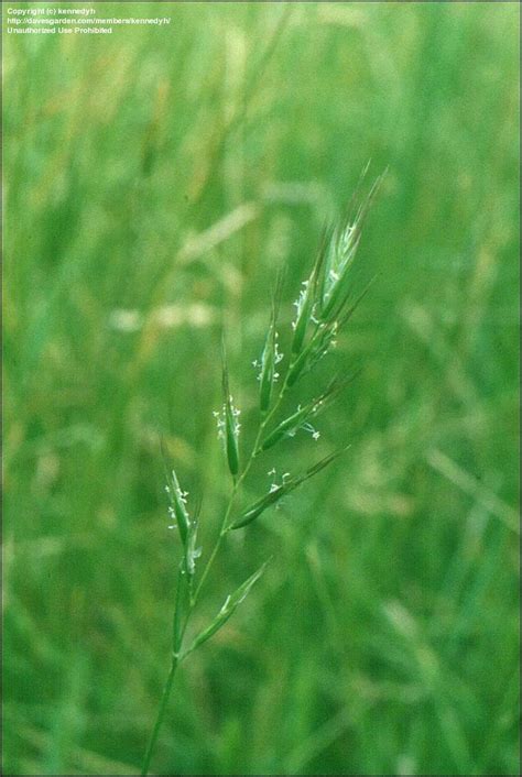 Austrodanthonia Racemosa (Wallaby Grass)